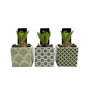 Arrangement Green Garden