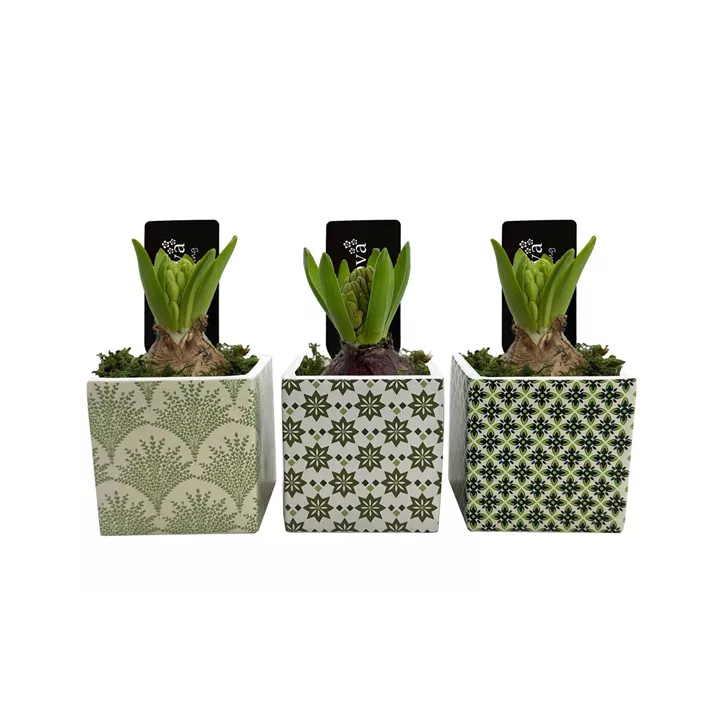 Arrangement Green Garden