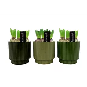 Arrangement Mossy Moods