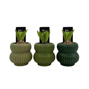 Arrangement Pure Paradise