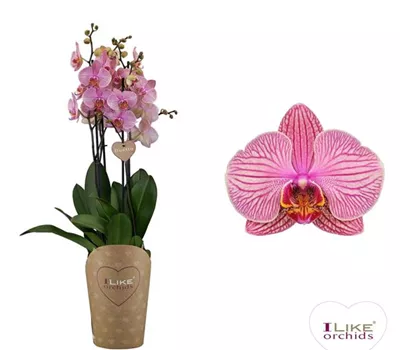 Phalaenopsis Duetto Jupiter