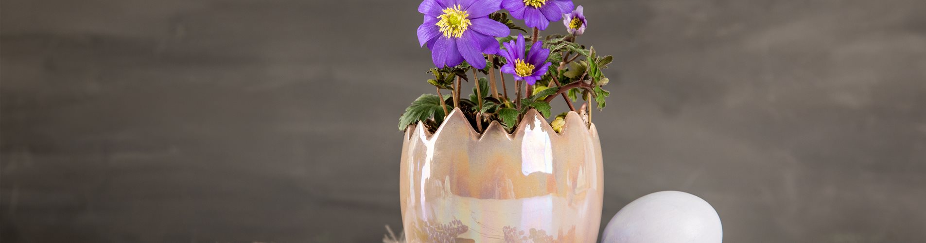 Ostern - Windröschen im Ambiente