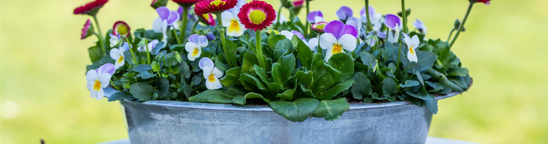 Ostern - Frühblüher mit Deko