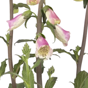 Digitalis purpurea Pink Panther