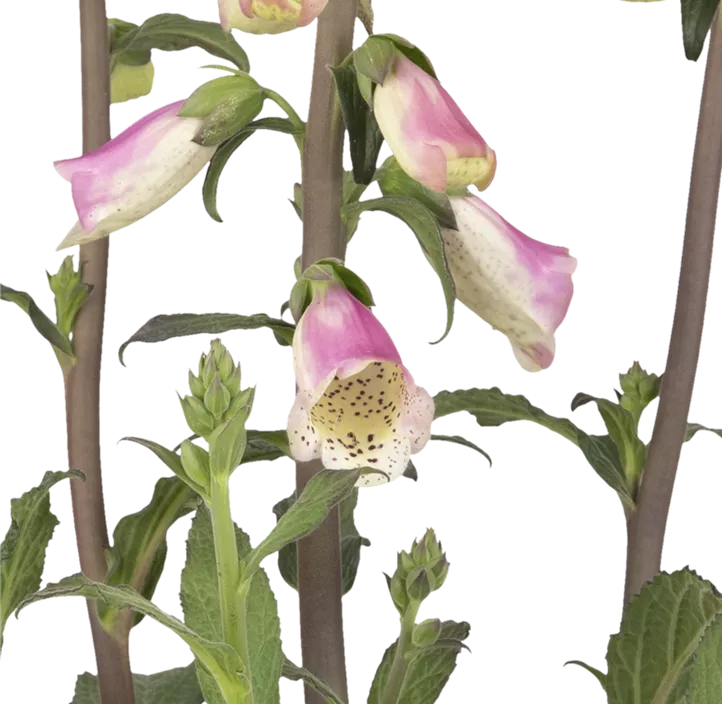 Garten-Fingerhut 'Pink Panther'