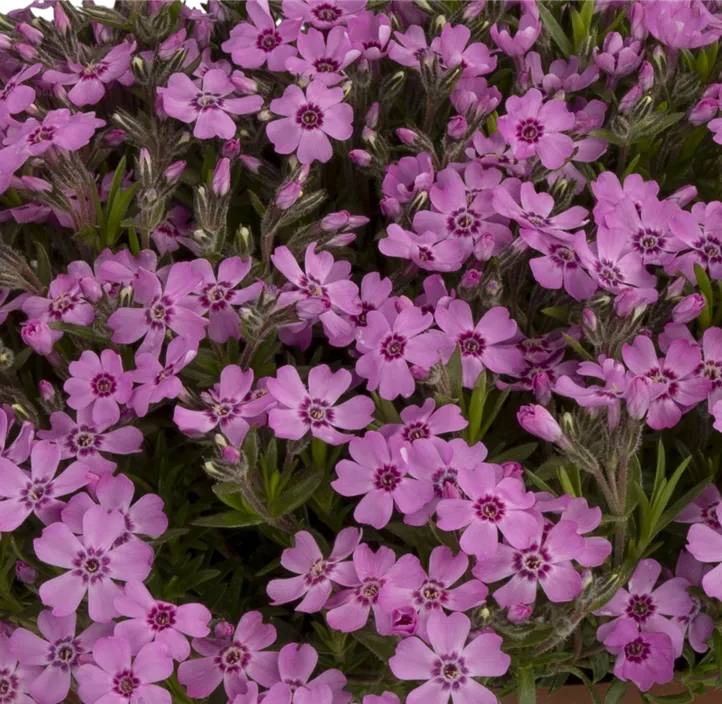 Garten-Teppich-Flammenblume 'Zwergenteppich'