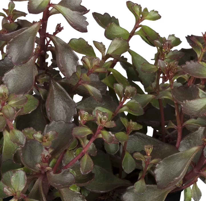 Garten-Teppich-Fettblatt 'Schorbuser Blut'