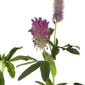 Trifolium rubens