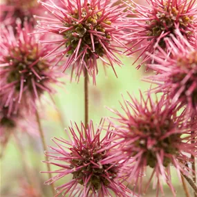 Acaena microphylla Kupferteppich