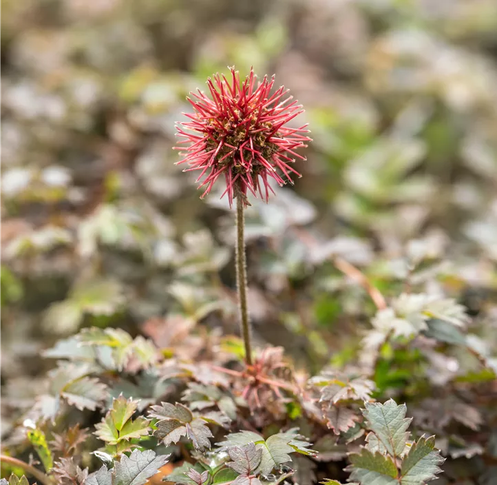 Garten-Stachelnüsschen 'Kupferteppich'