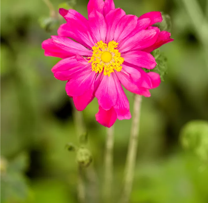 Garten-Herbst-Anemone 'Bressingham Glow'
