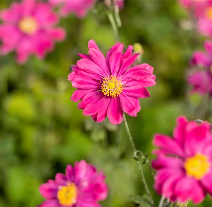 Garten-Herbst-Anemone 'Bressingham Glow'