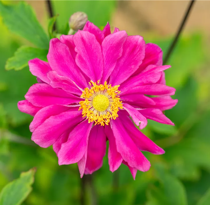 Garten-Herbst-Anemone 'Bressingham Glow'