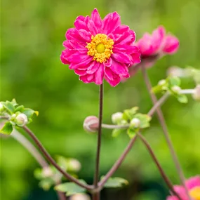 Anemone hupehensis Bressingham Glow