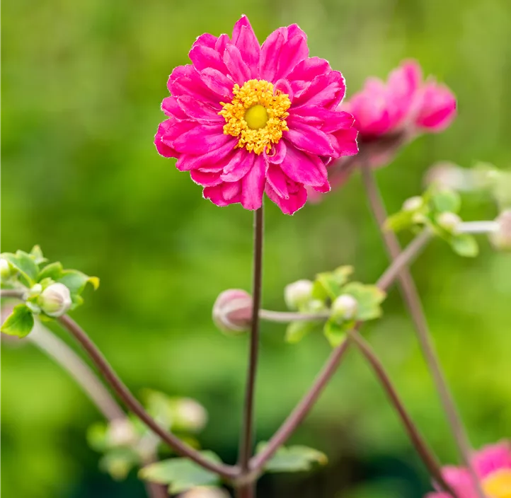 Garten-Herbst-Anemone 'Bressingham Glow'