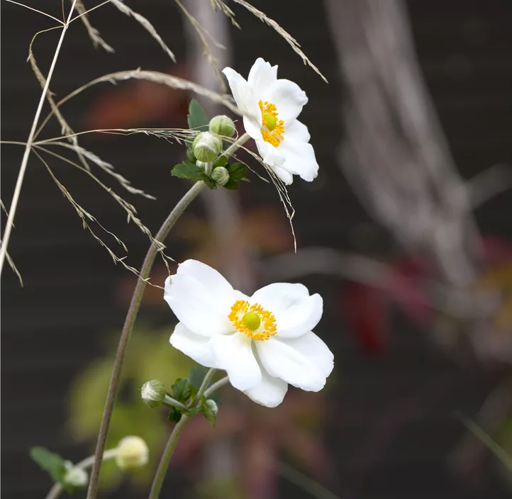 Garten-Herbst-Anemone 'Honorine Jobert'