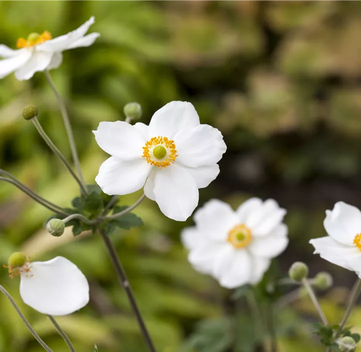 Garten-Herbst-Anemone 'Honorine Jobert'