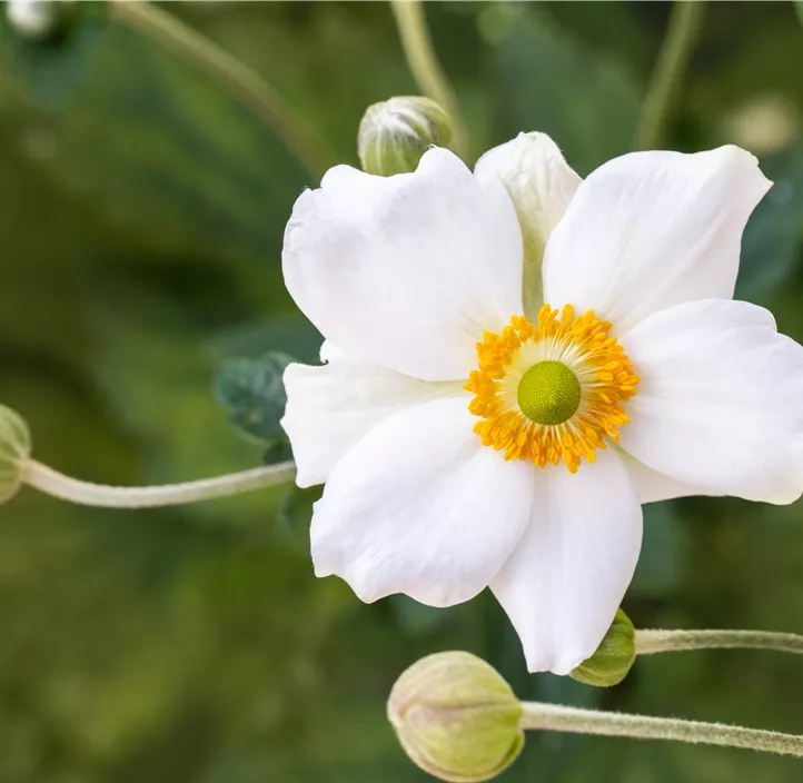 Garten-Herbst-Anemone 'Honorine Jobert'