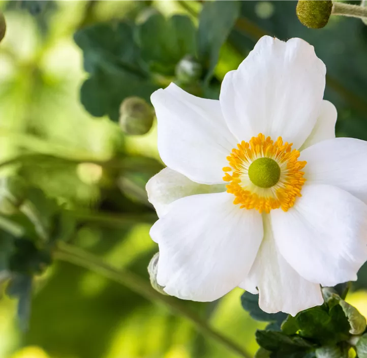 Garten-Herbst-Anemone 'Honorine Jobert'