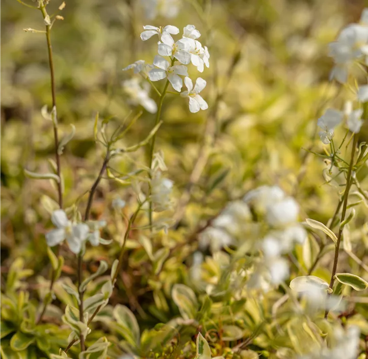 Kleine Garten-Gänsekresse 'Old Gold'