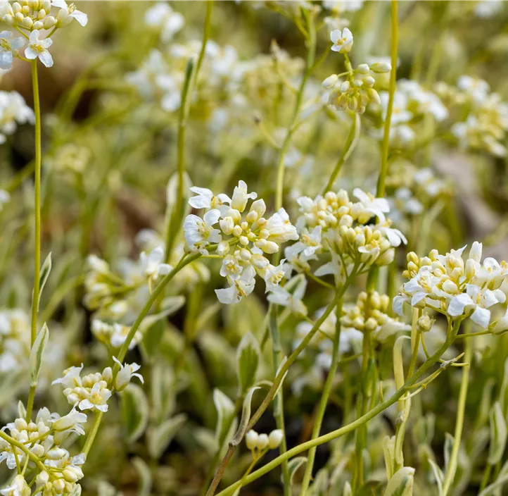 Kleine Garten-Gänsekresse 'Old Gold'