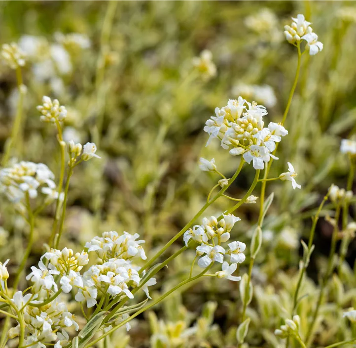 Kleine Garten-Gänsekresse 'Old Gold'
