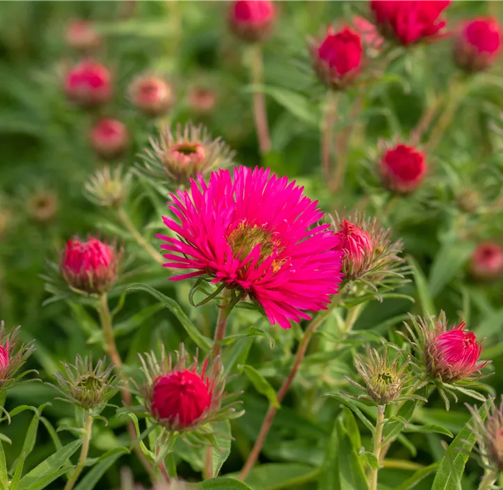 Raublatt-Aster 'Alma Pötschke'