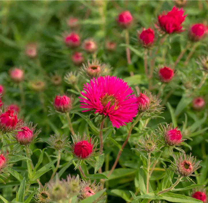 Raublatt-Aster 'Alma Pötschke'