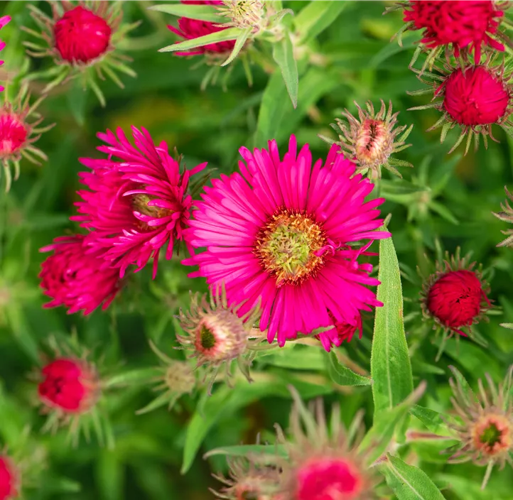 Raublatt-Aster 'Alma Pötschke'
