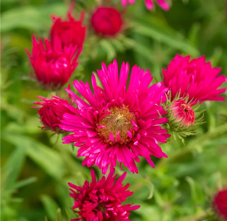 Raublatt-Aster 'Alma Pötschke'