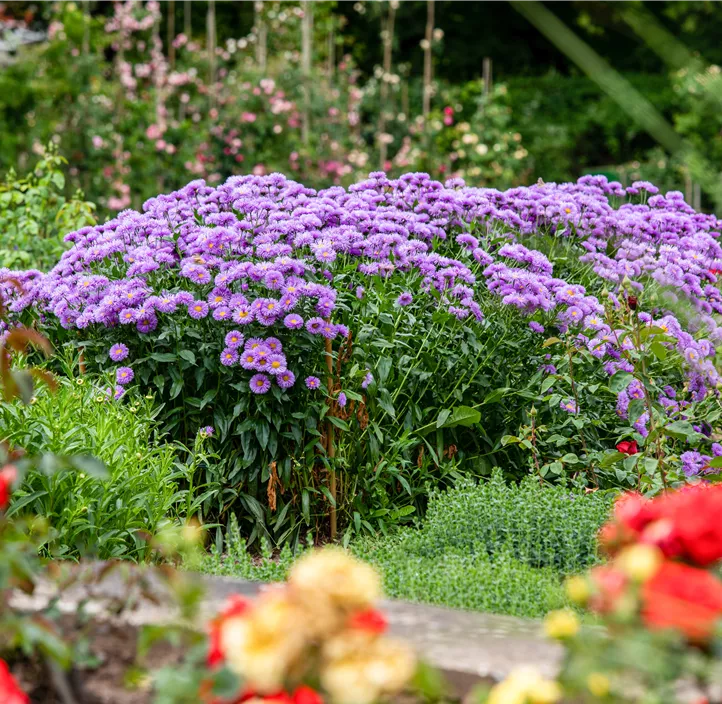 Raublatt-Aster 'Barr´s Blue'