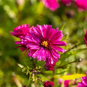 Aster novi belgii Crimson Brocade