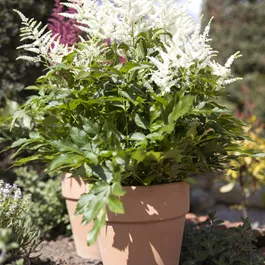 Astilbe arendsii Astary White