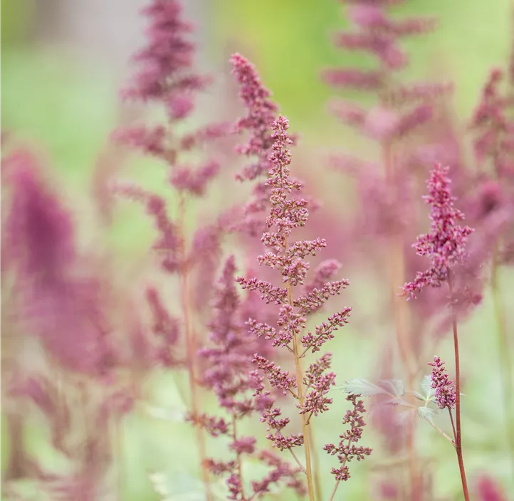 Arends Garten-Prachtspiere 'Fanal'
