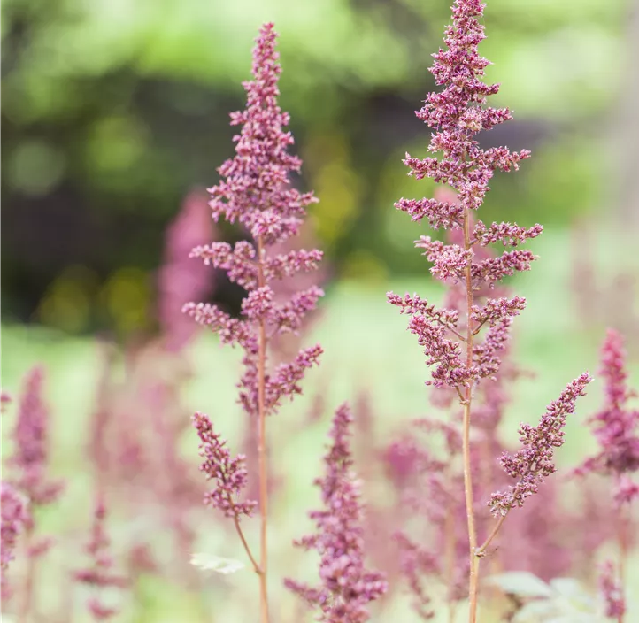 Arends Garten-Prachtspiere 'Fanal'