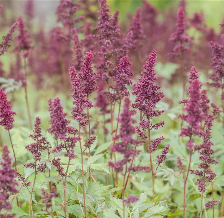 Arends Garten-Prachtspiere 'Fanal'