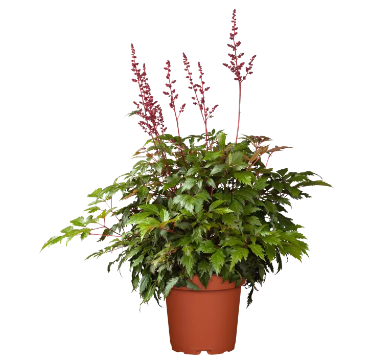 Arends Garten-Prachtspiere 'Fanal'