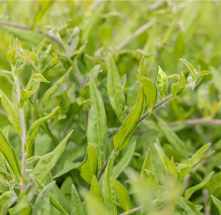 Purpurblauer Steinsame