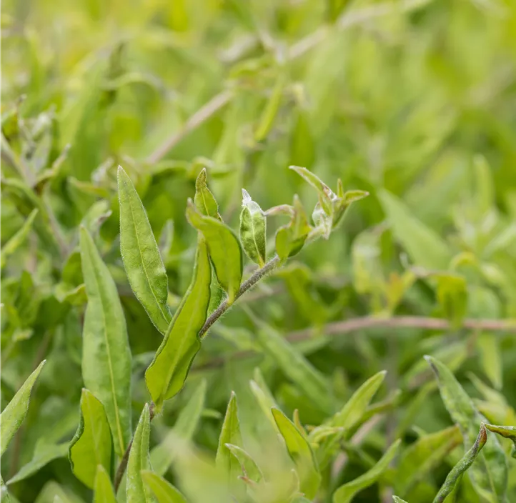 Purpurblauer Steinsame