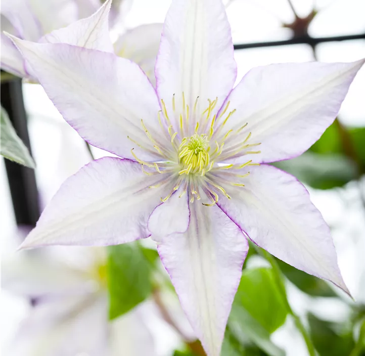 Waldrebe 'Samaritan Jo'