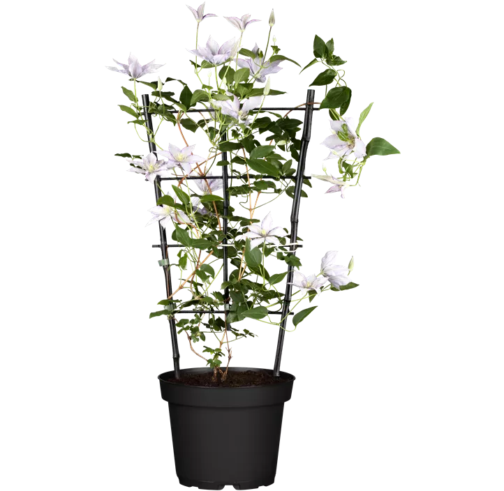 Waldrebe 'Samaritan Jo'