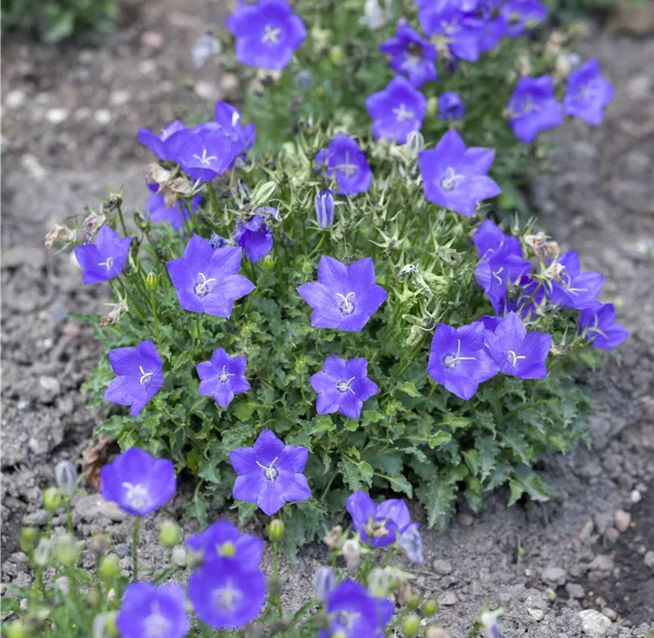 Karpaten-Glockenblume 'Perla Blue'