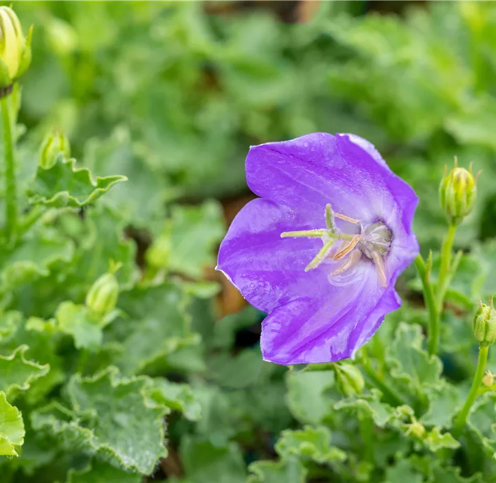 Karpaten-Glockenblume 'Perla Blue'