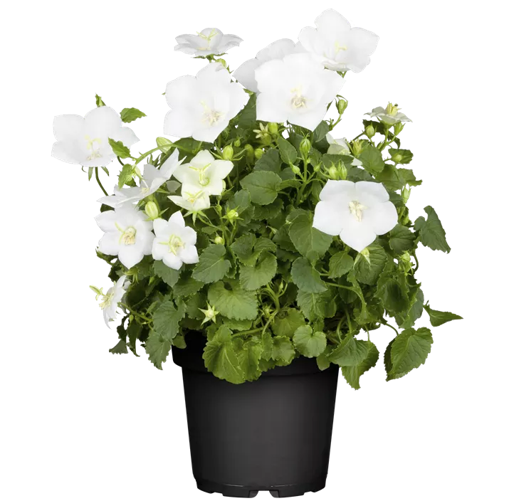 Karpaten-Glockenblume 'Perla White'
