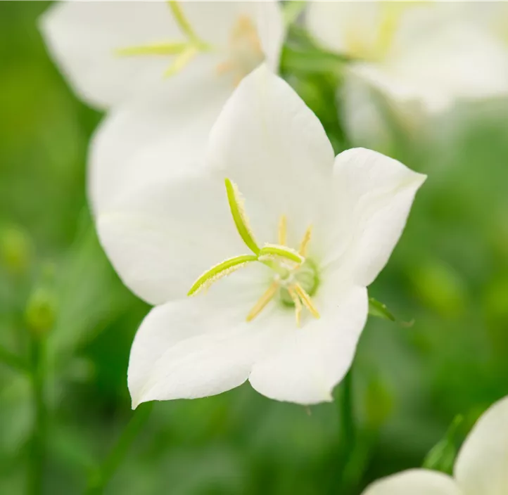 Karpaten-Glockenblume 'Perla White'