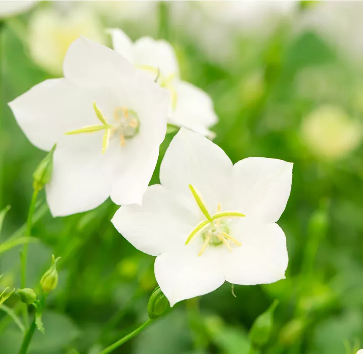 Karpaten-Glockenblume 'Perla White'