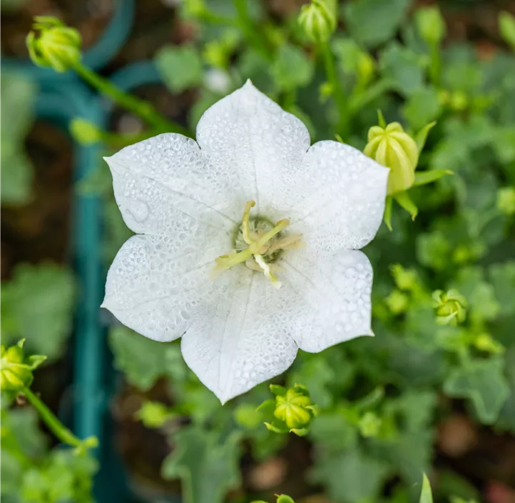 Karpaten-Glockenblume 'Perla White'