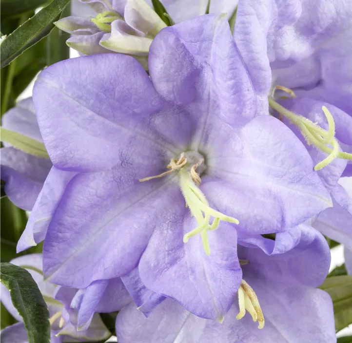 Pfirsichblättrige Glockenblume 'Grandiflora Coerulea'