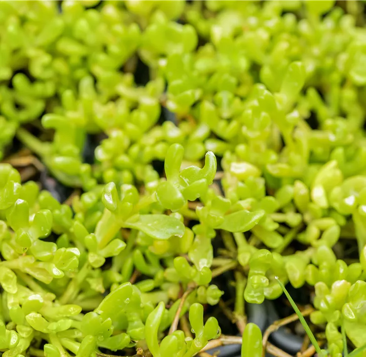 Garten-Mittagsblume 'Lesotho'