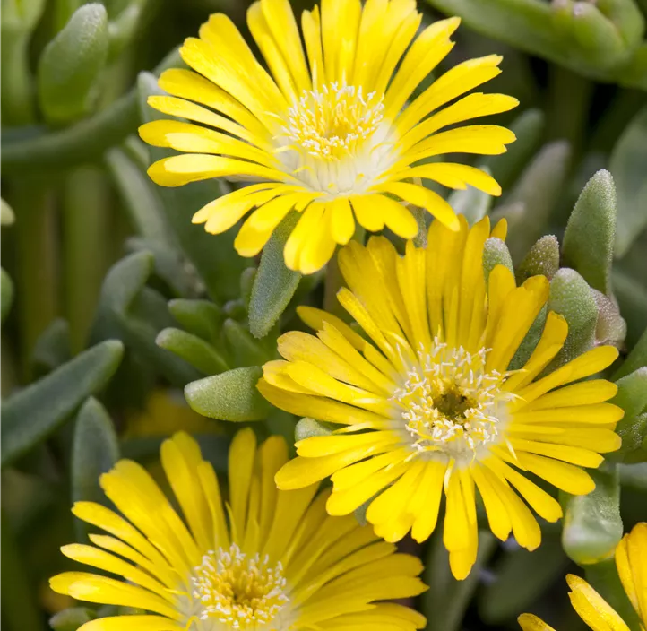 Garten-Mittagsblume 'Lesotho'